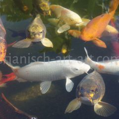 koi